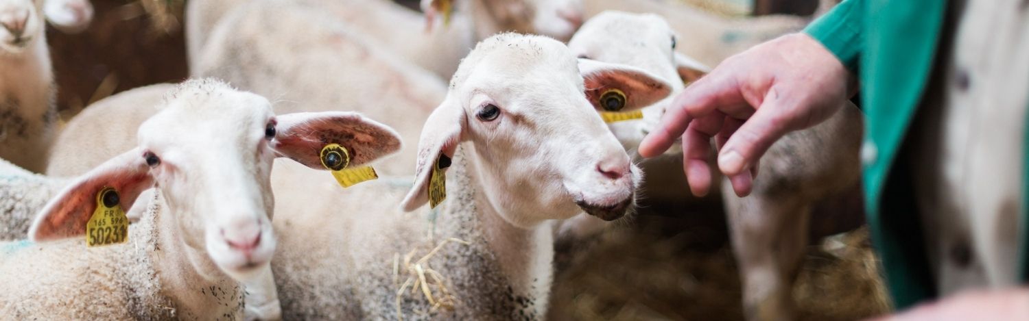 importance-veterinaires-ruraux