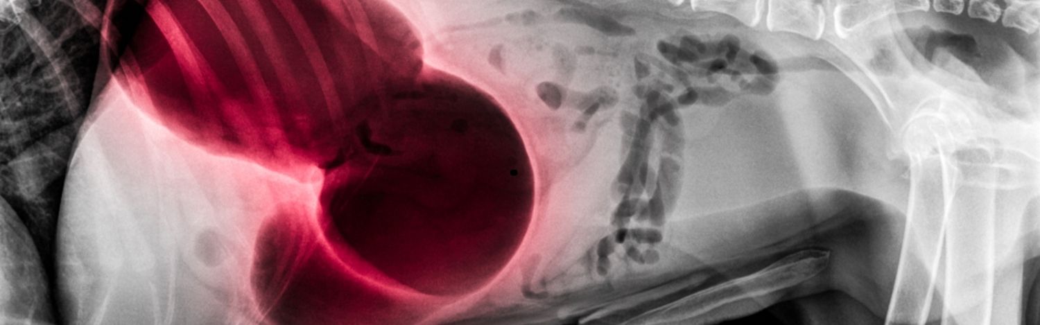 IA-medecine-veterinaire