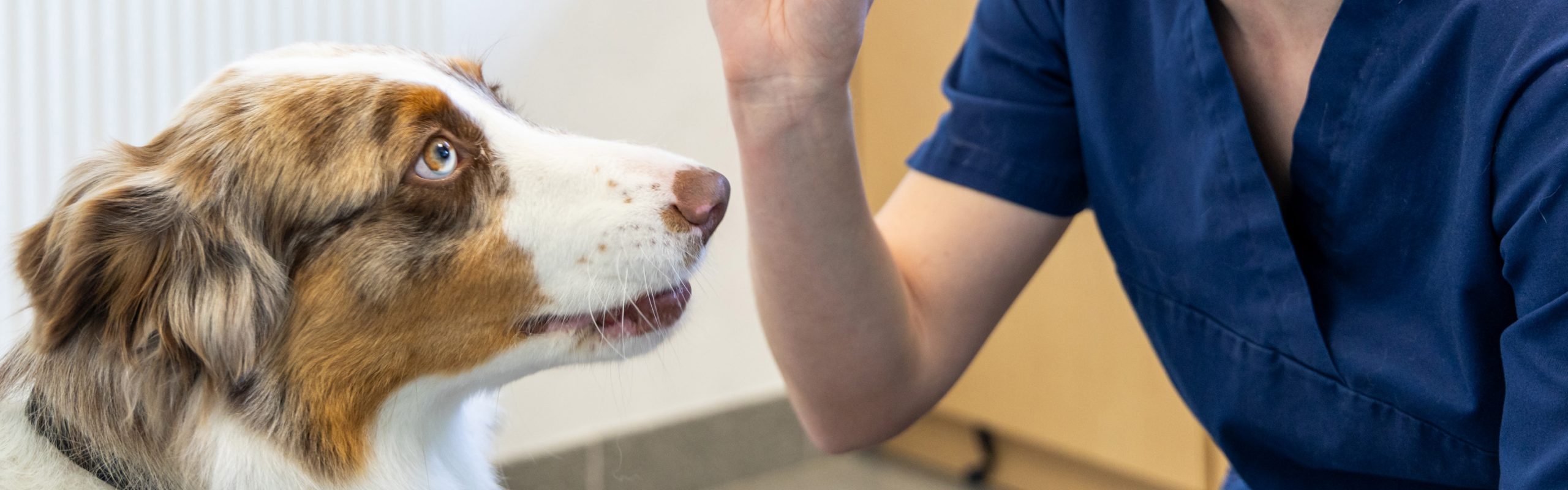 Comportementaliste chien