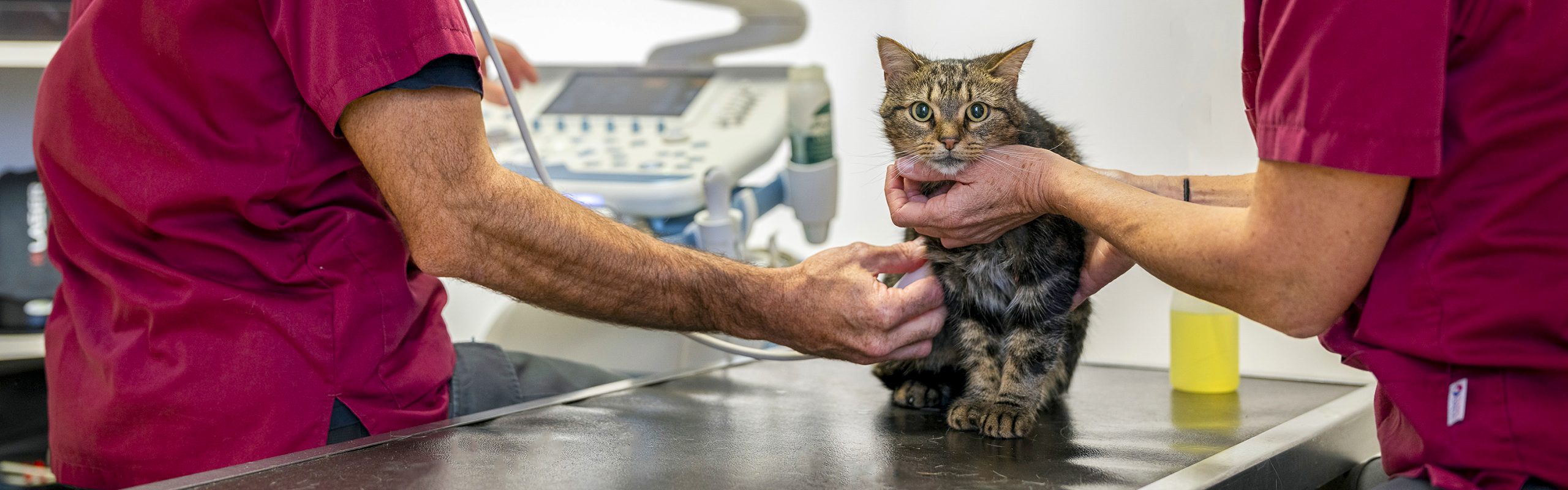 Médecine interne vétérinaire
