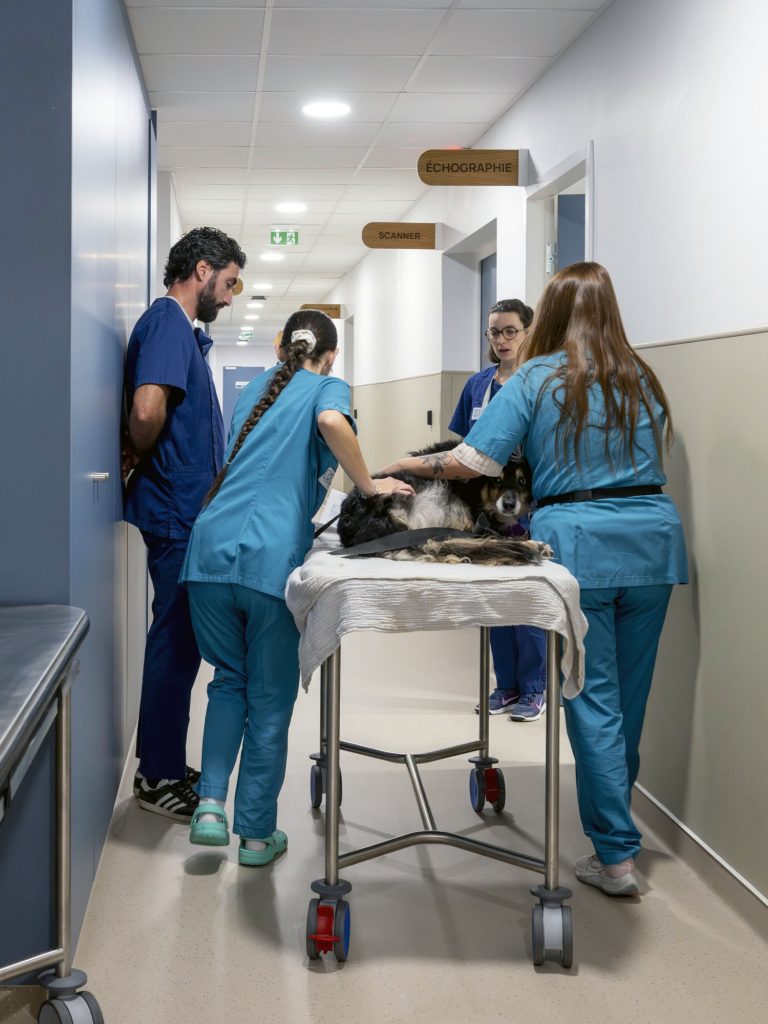 Urgence vétérinaire Bordeaux Sud