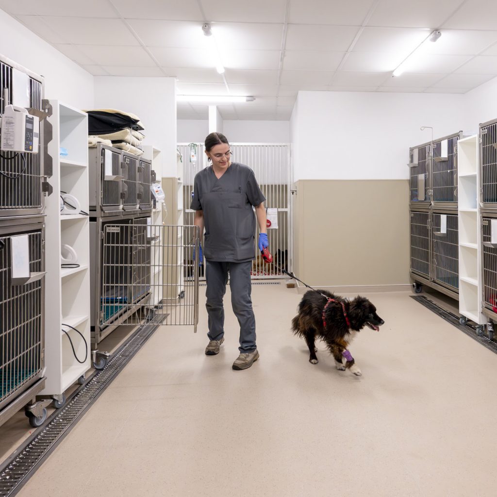 Hospitalisation vétérinaire Bordeaux Sud