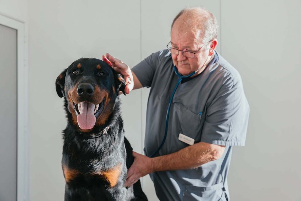 Consultation générale vétérinaire clinique Alliance