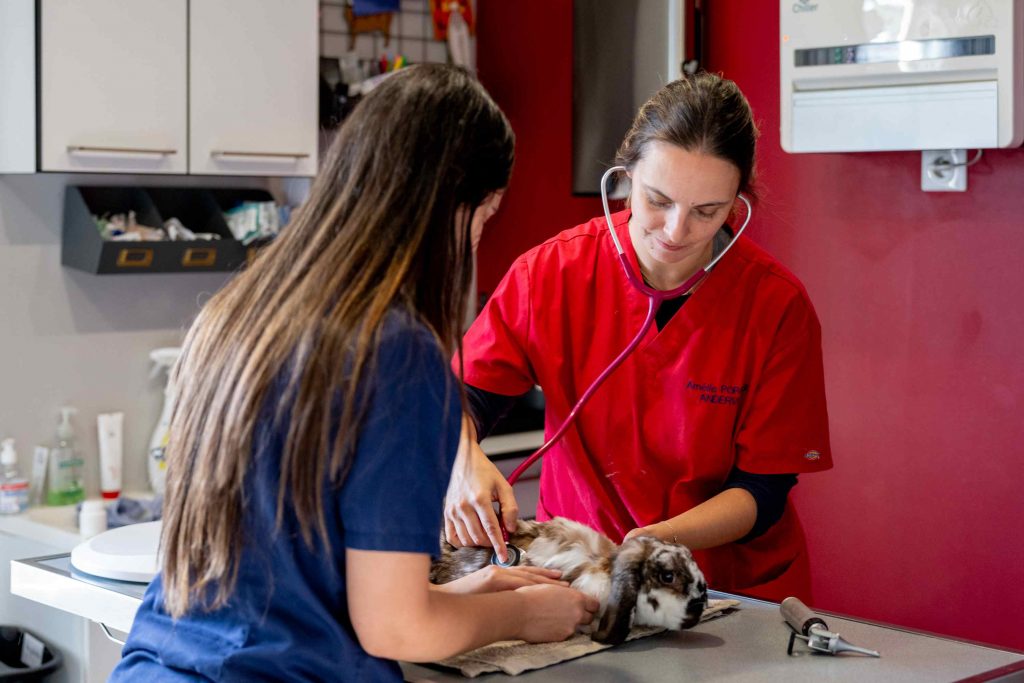 Consultation NAC clinique Andervet