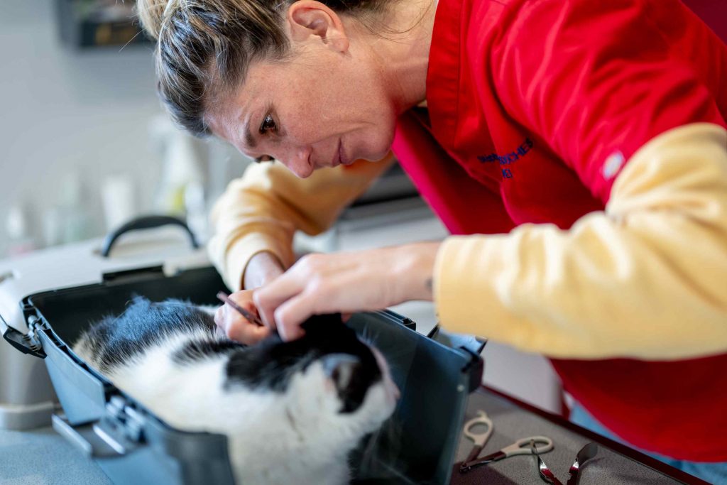 Consultation générale clinique Andervet