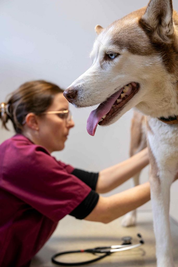 Consultation chien clinique Animarhea