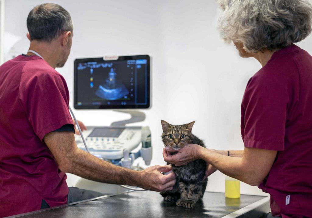 Imagerie clinique Animarhea