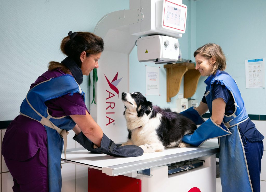 Rayon x vétérinaire clinique CastelnauVet'