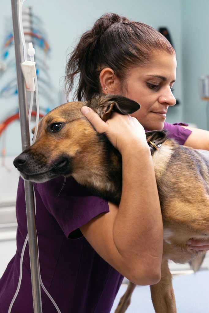 Hospitalisation vétérinaire clinique CastelnauVet'