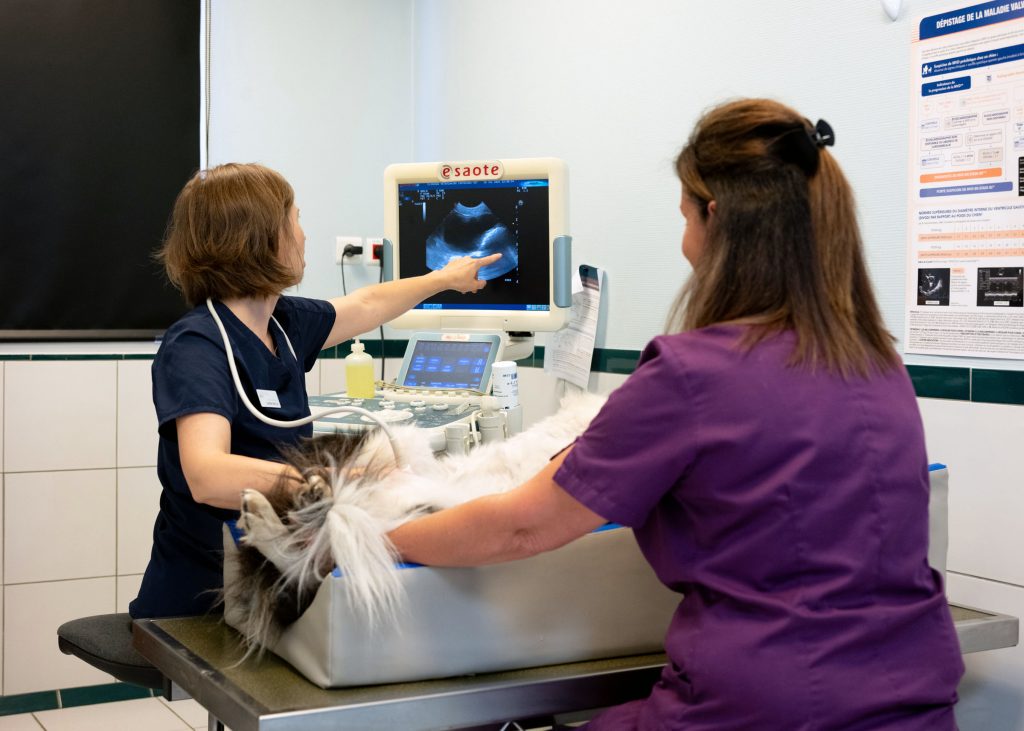 Imagerie médicale clinique CastelnauVet'