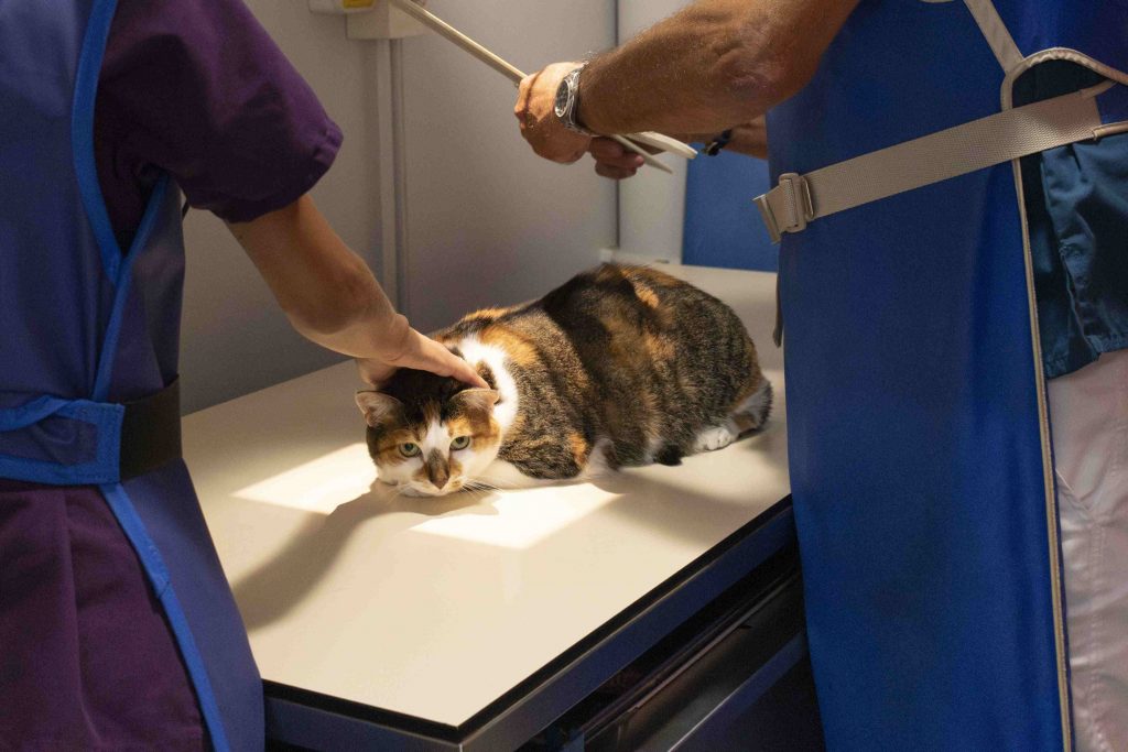 Rayon x vétérinaire clinique Cœur de Garches