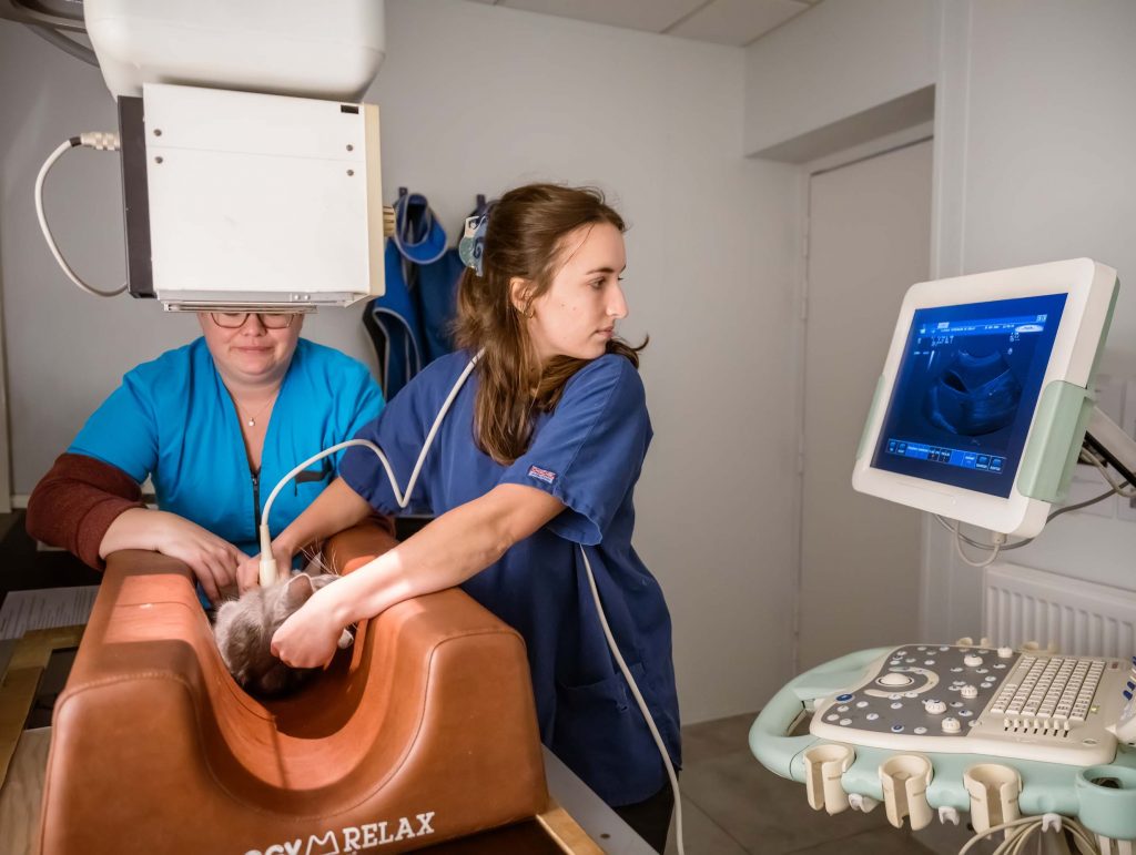 Imagerie vétérinaire clinique de Corlay