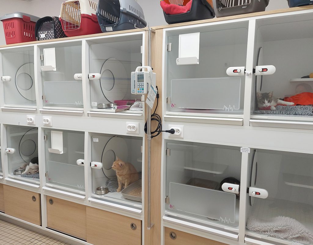 Chatterie clinique vétérinaire Saint Avertin