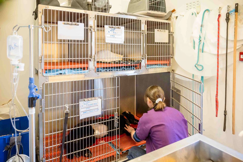 Hospitalisation vétérinaire clinique de Guerlédan