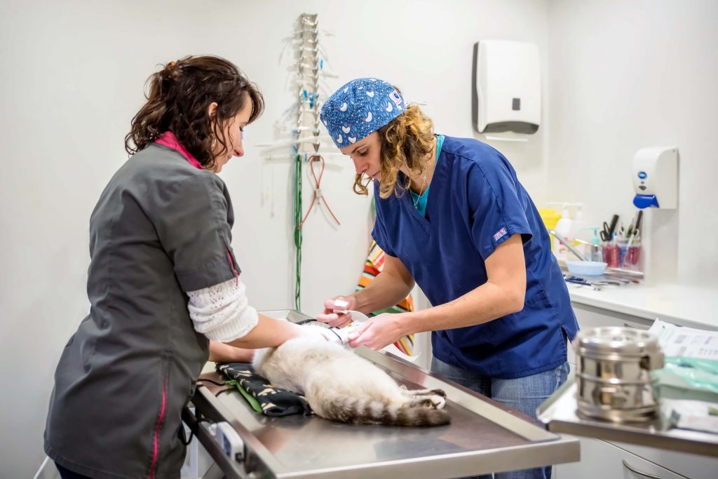 Soin chat clinique de Guerlédan
