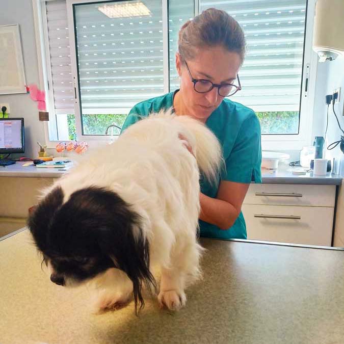 Consultation générale clinique vétérinaire du Vic-Bilh