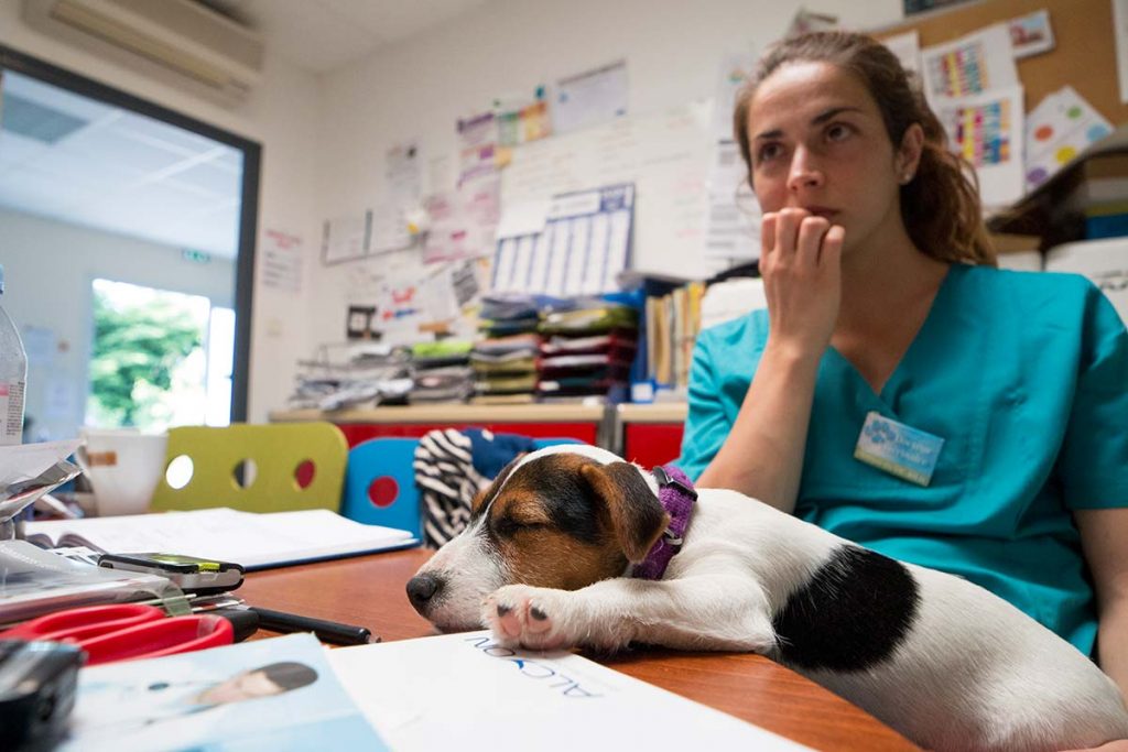 Accueil clinique vétérinaire du Vic-Bilh