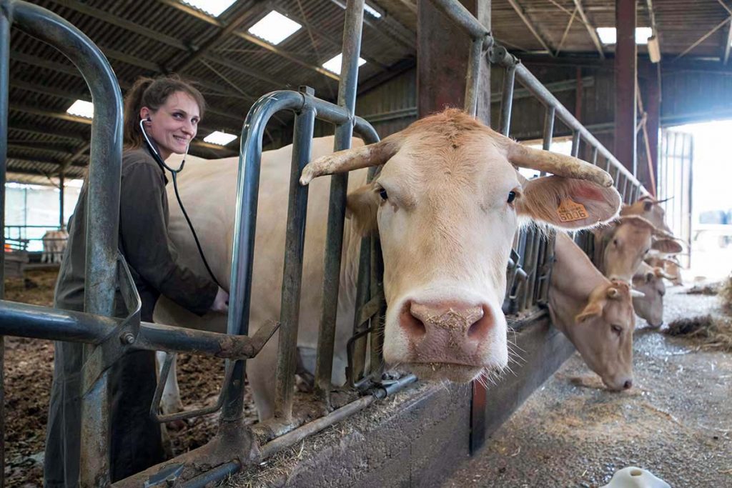 Consultation rurale clinique vétérinaire du Vic-Bilh