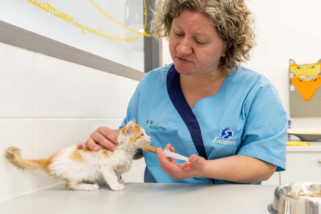 Nutrition clinique vétérinaire des Alouettes Cholet