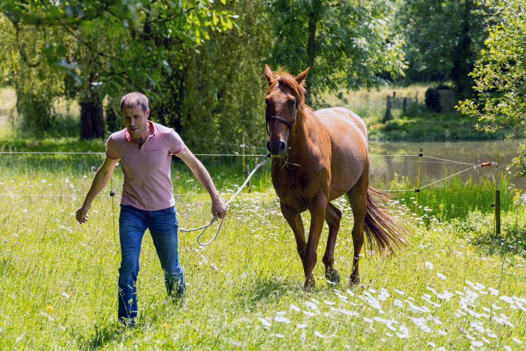 Consultation cheval clinique vétérinaire des Alouettes Cholet