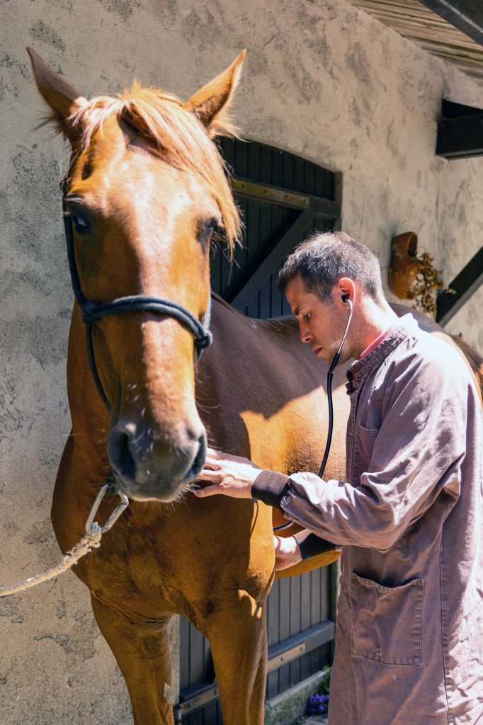 Soins chevaux clinique vétérinaire des Alouettes Cholet