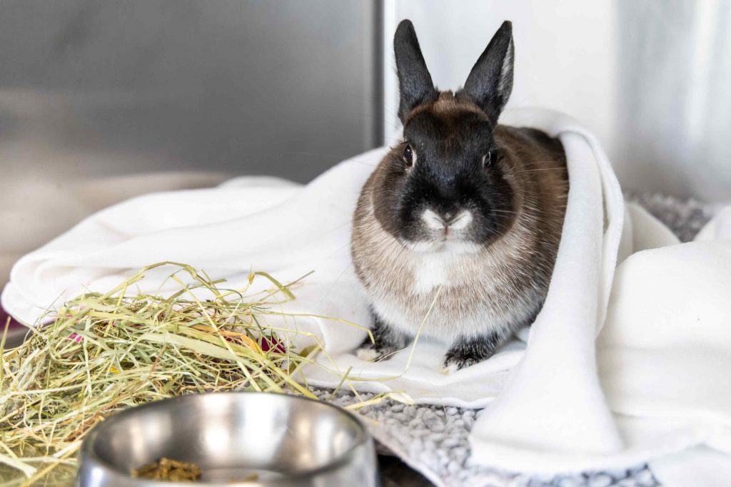 NAC clinique vétérinaire des Alouettes La Verrie