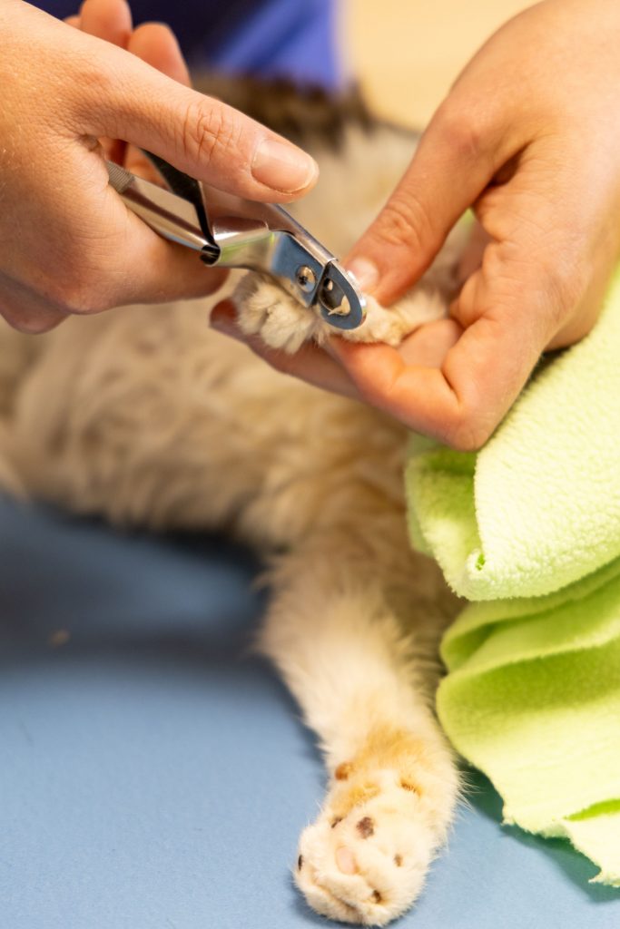 Consultation chat clinique vétérinaire des Alouettes La Verrie