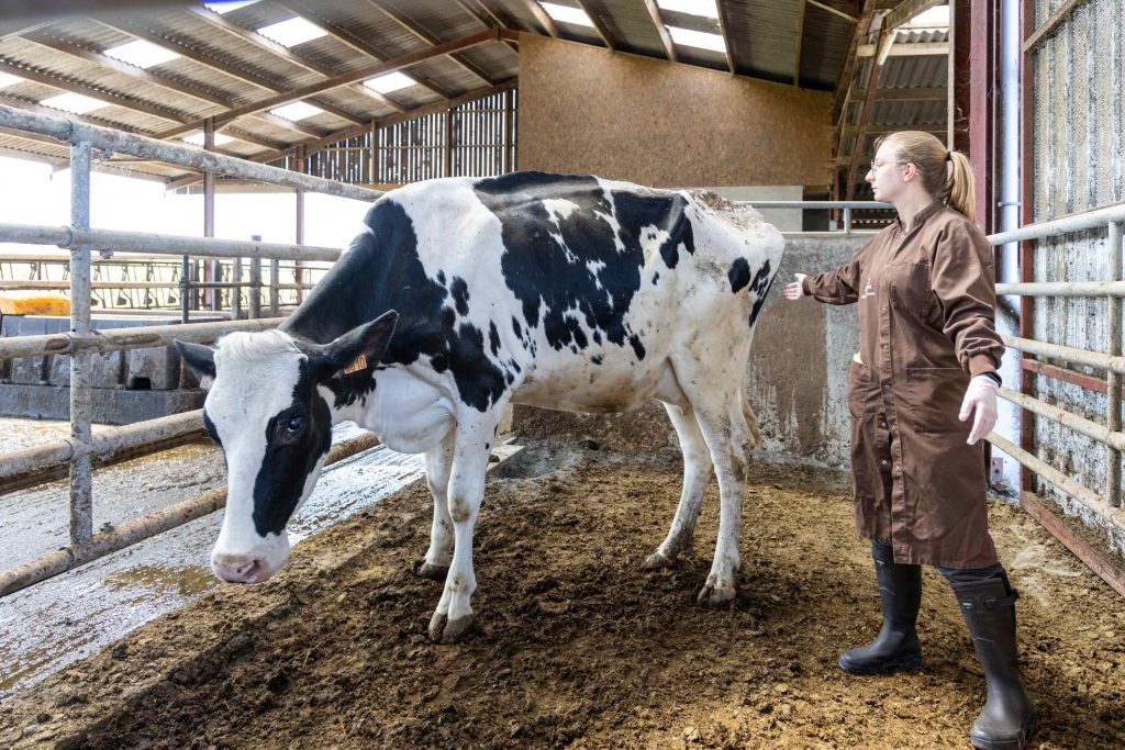 Consultation rurale clinique vétérinaire des Alouettes Le May