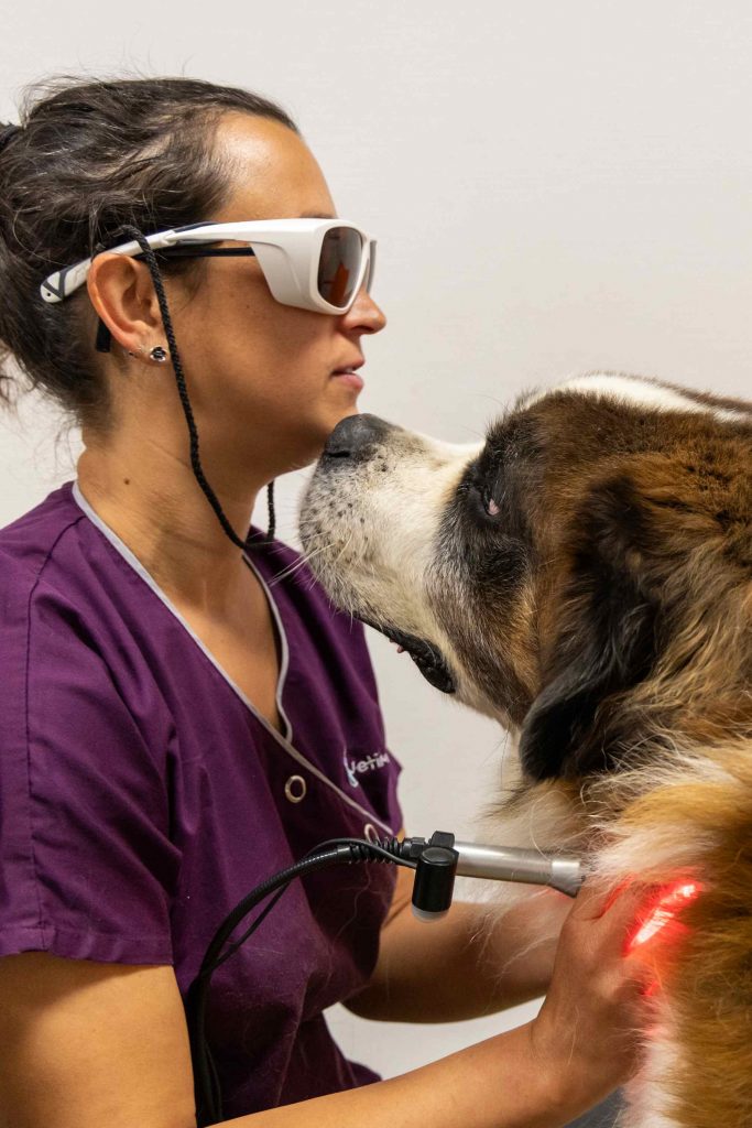 Thérapie laser clinique vétérinaire des Alouettes Les Herbiers