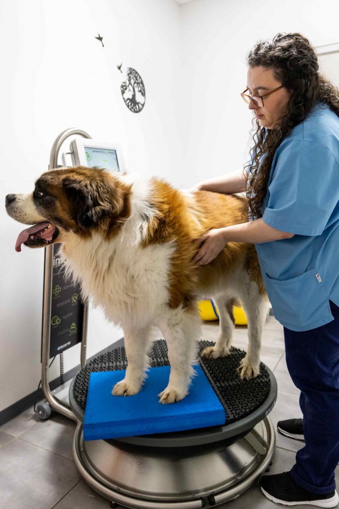 Rééducation clinique vétérinaire des Alouettes Les Herbiers
