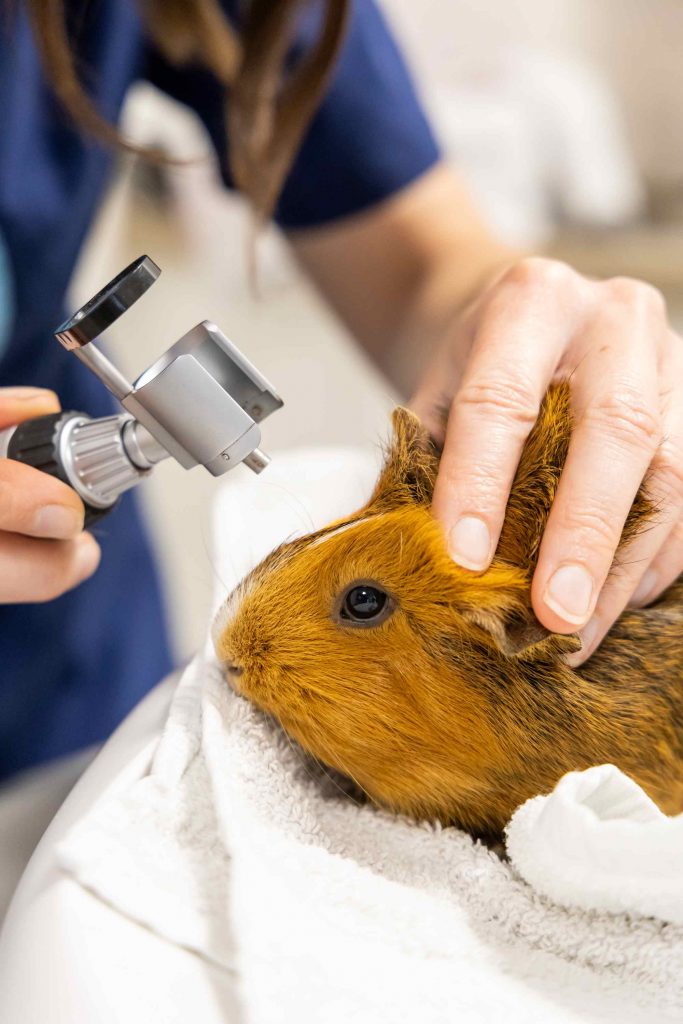 Consultation NAC clinique vétérinaire des Alouettes Mortagne