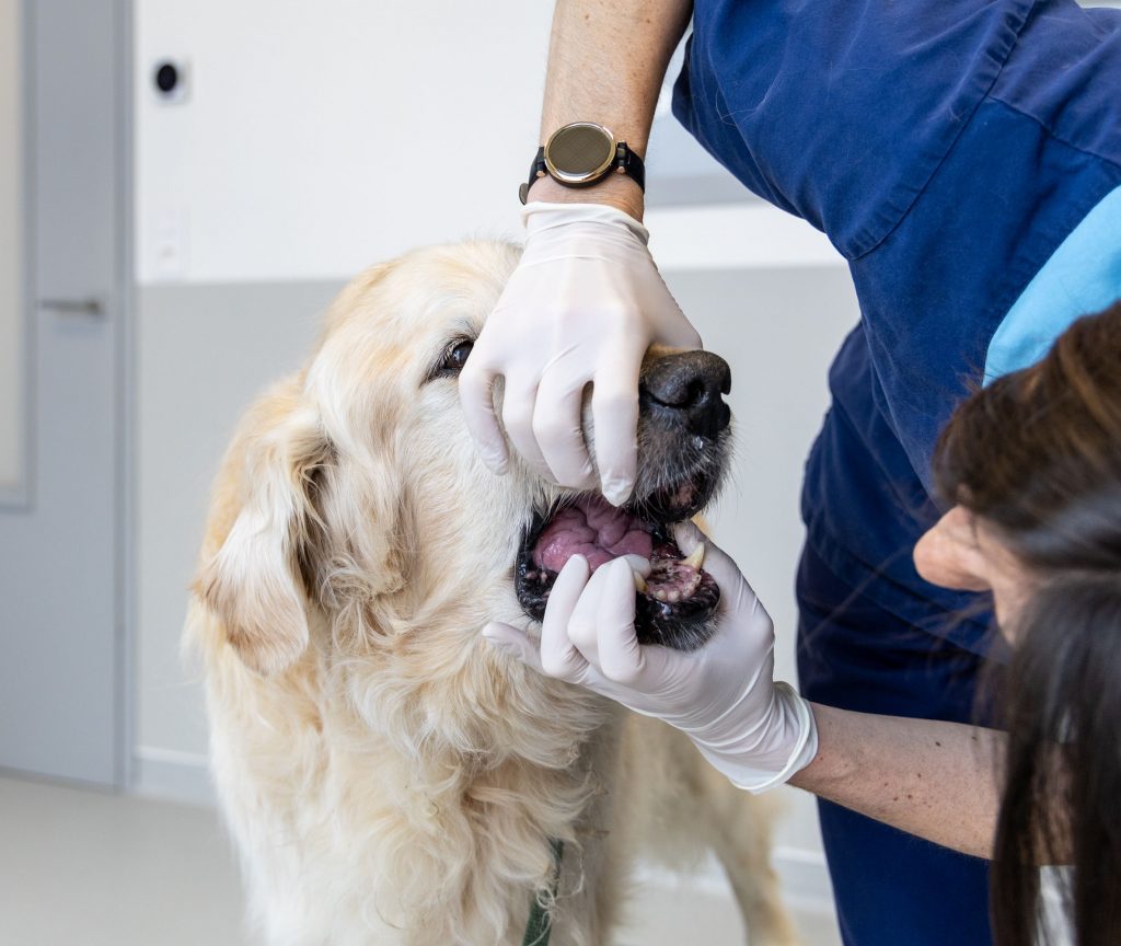Consultation générale clinique vétérinaire des Alouettes Mortagne
