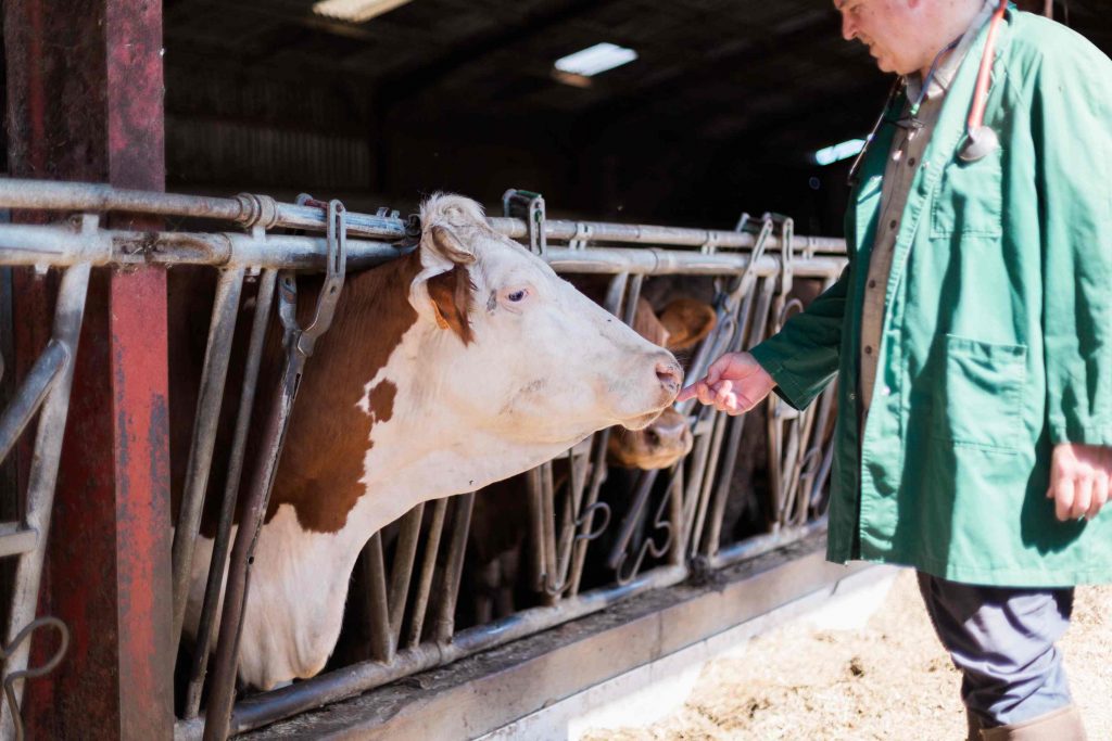 Médecine collective clinique vétérinaire du Baigura