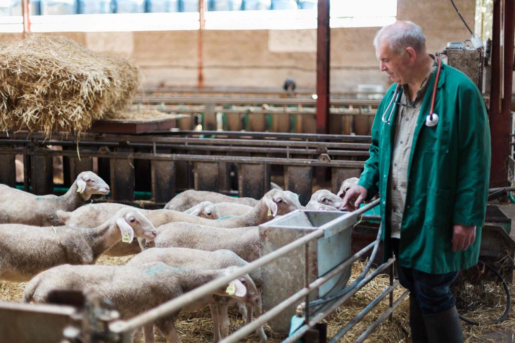 Consultation collective moutons clinique vétérinaire du Baigura