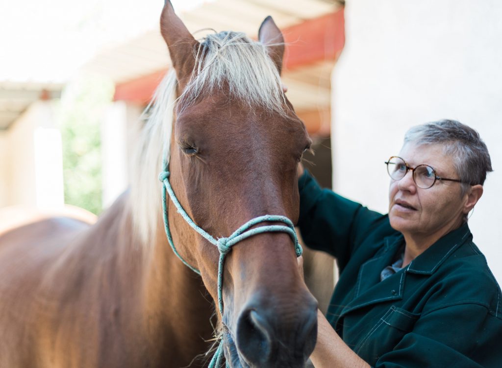 Consultation équine clinique vétérinaire du Baigura