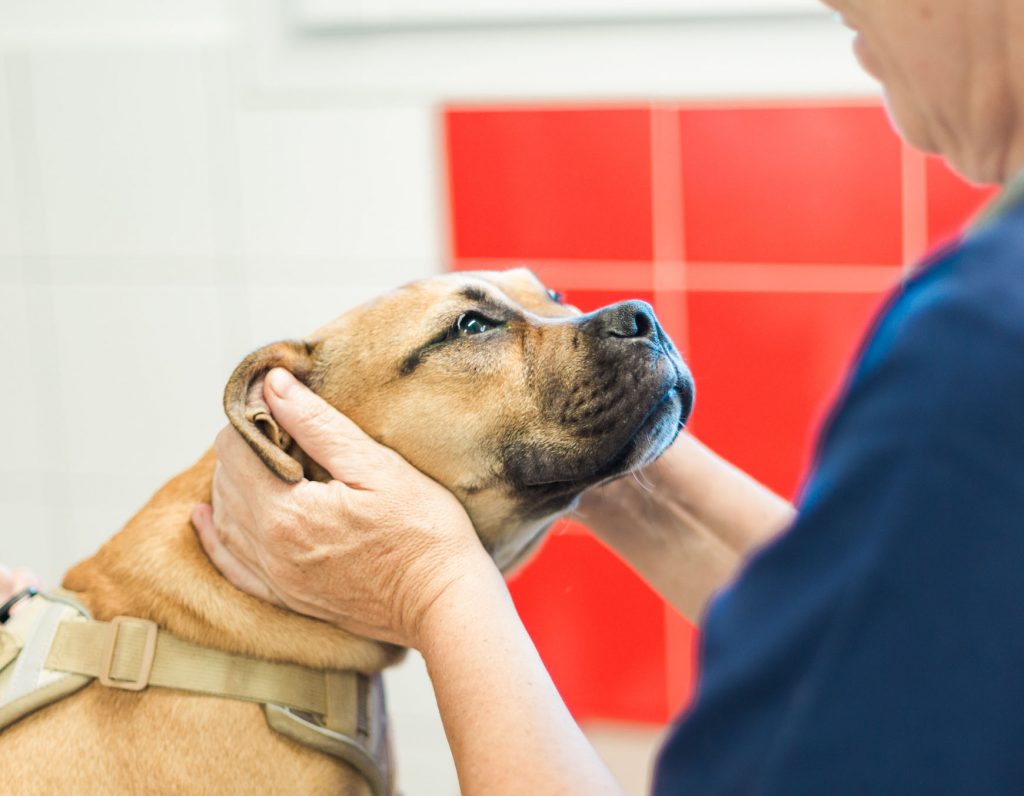 Consultation générale clinique vétérinaire du Baigura