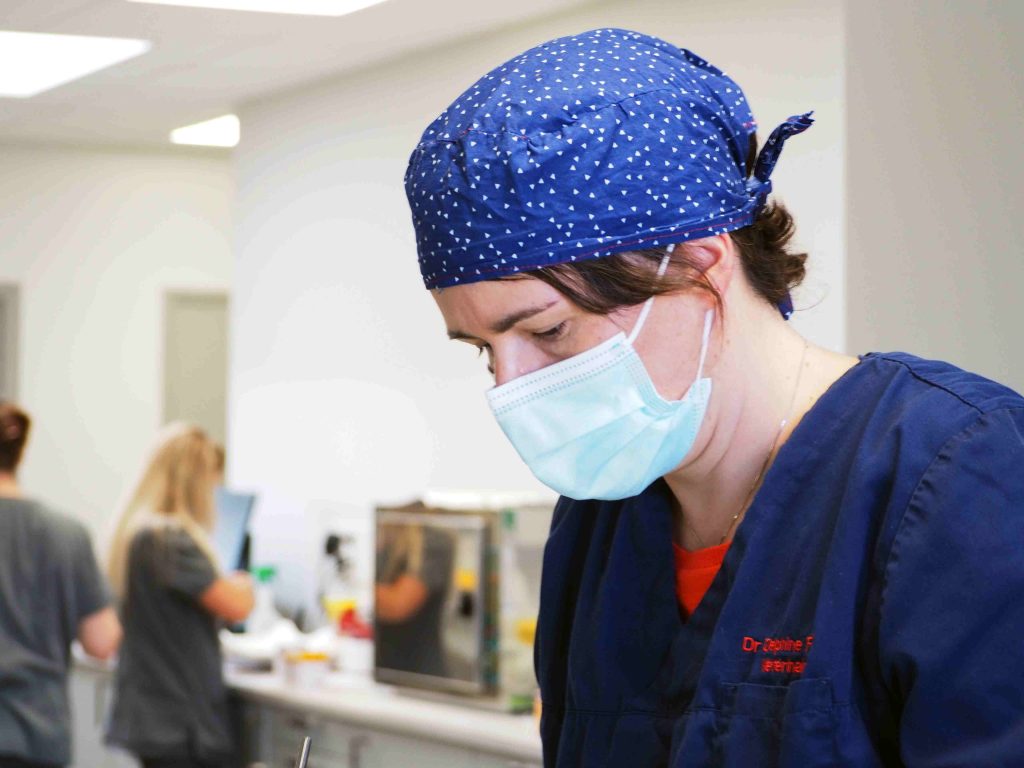 Chirurgie clinique vétérinaire du Chien Rouge