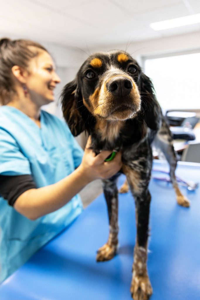 Consultation générale clinique vétérinaire des Deux Rivières