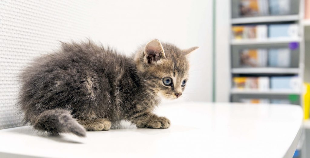 Chat clinique vétérinaire des Deux Rivières