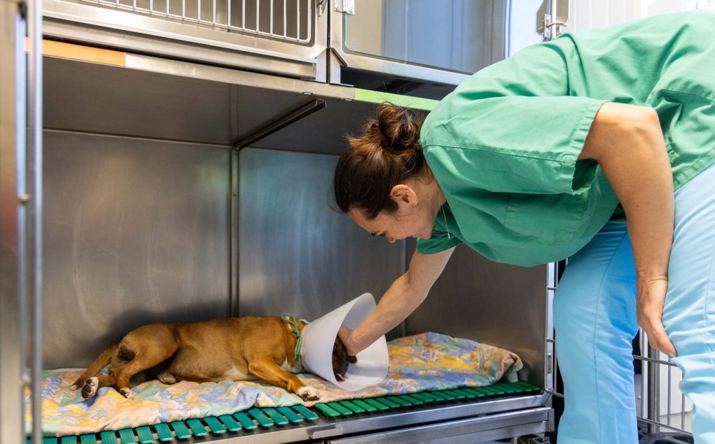 Hospitalisation clinique vétérinaire des Deux Rivières