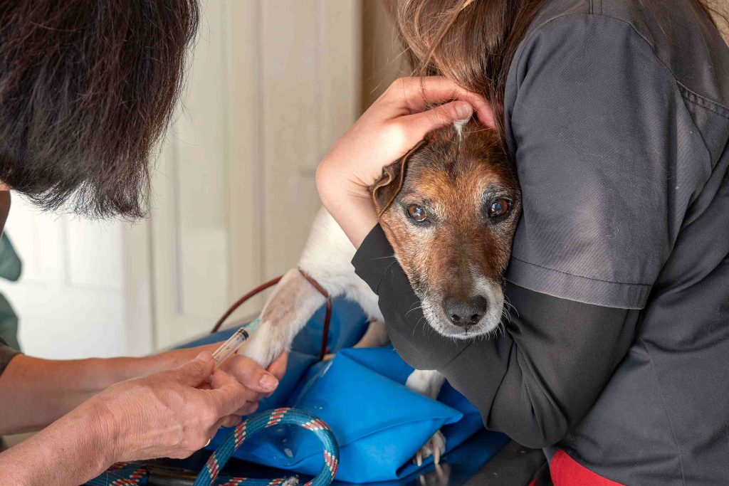 Consultation générale clinique vétérinaire des Genêts Fleuris