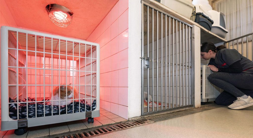 Hospitalisation clinique vétérinaire des Genêts Fleuris