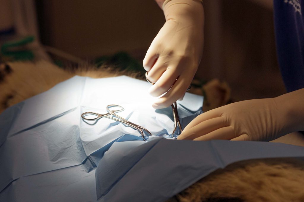 Chirurgie clinique vétérinaire du Gypaète