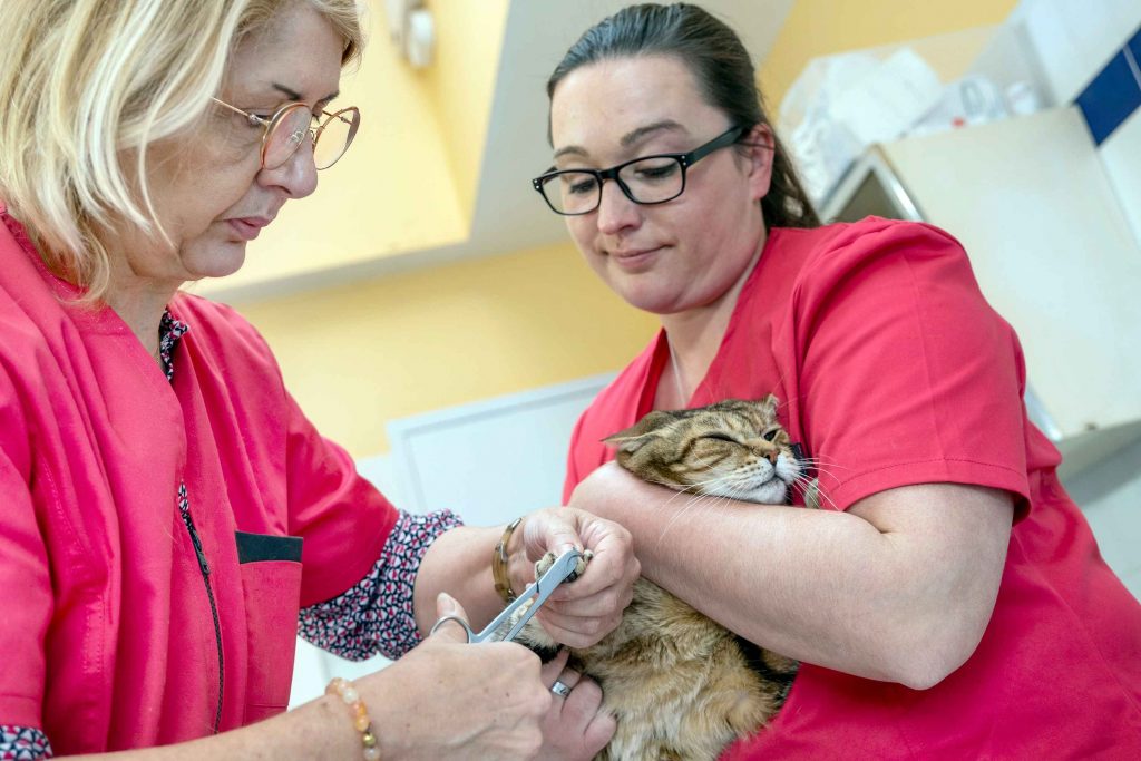 Soin chat clinique vétérinaire de la Forêt