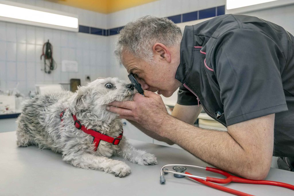 Consultation ophtalmologique clinique vétérinaire de la Forêt