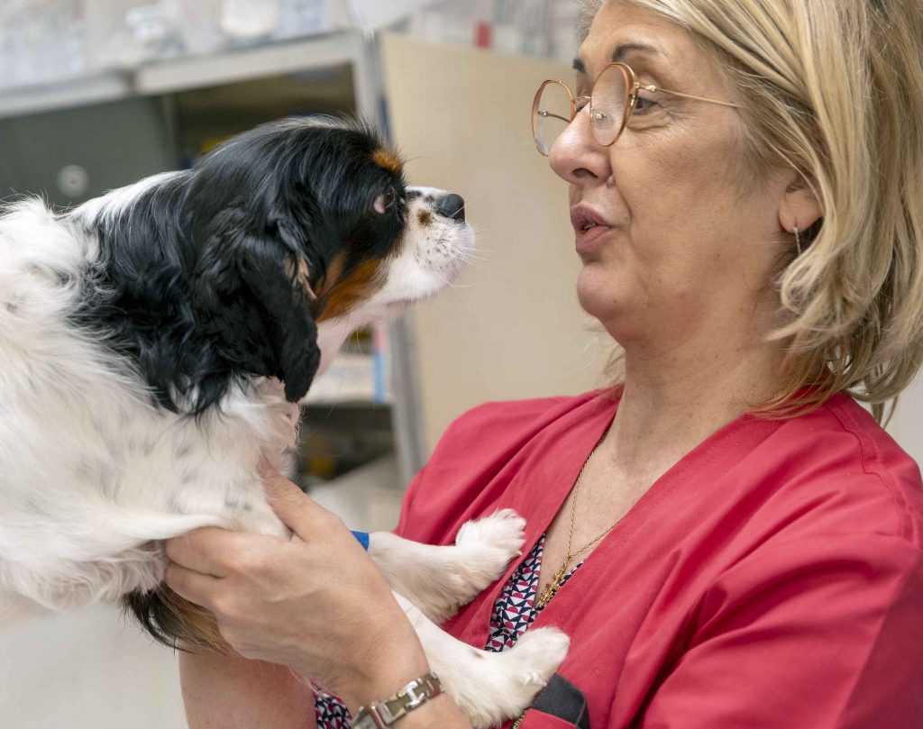 Consultation chien clinique vétérinaire de la Forêt