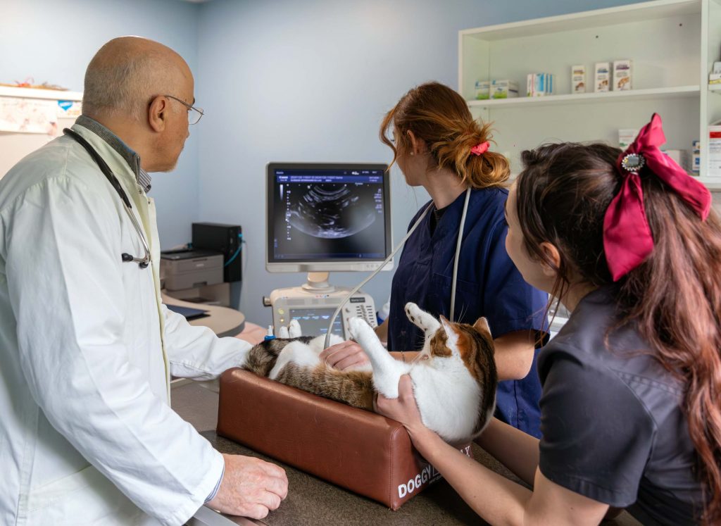Echographie clinique vétérinaire du Lac