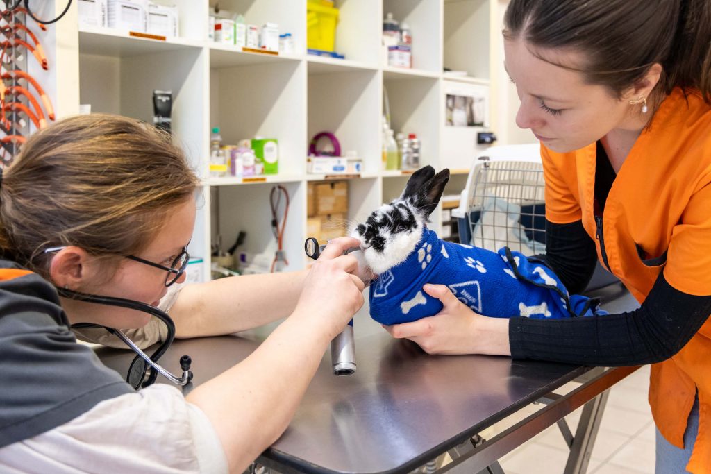 Consultation Nac clinique vétérinaire Léonard de Vinci, Beaupréau