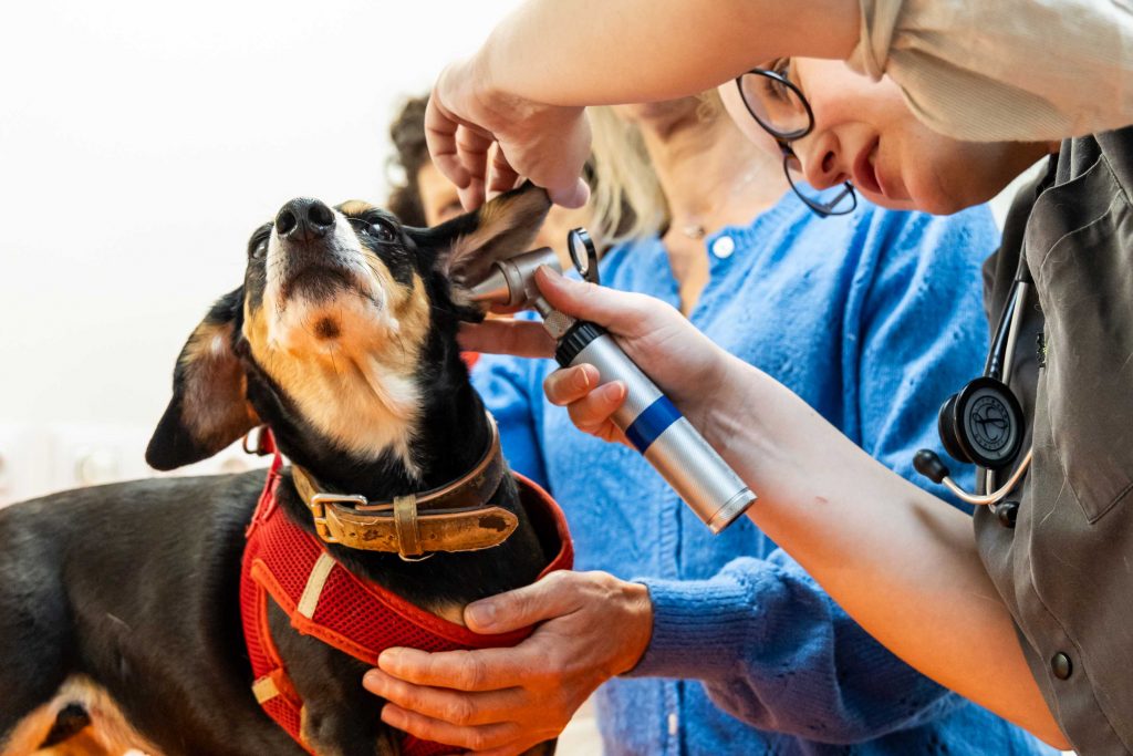Consultation générale clinique vétérinaire Léonard de Vinci, St Pierre Montlimart