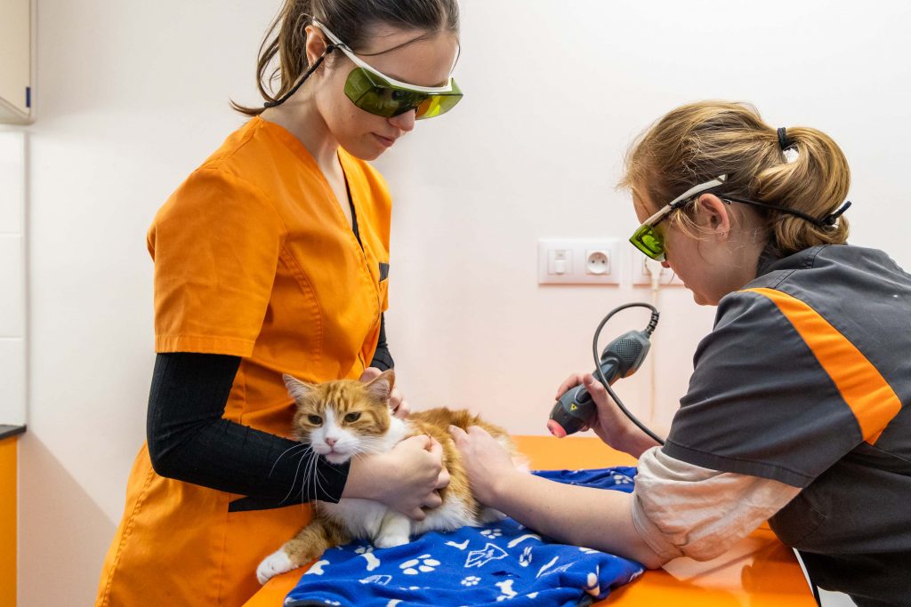 Thérapie laser clinique vétérinaire Léonard de Vinci, St Pierre Montlimart